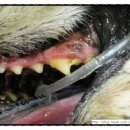 유앤동물의료원 이미지