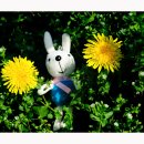 삼화1리 이미지