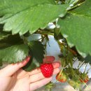 광주농장2 이미지