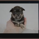 에듀팜특구관광단지(벨포레리조트) 이미지