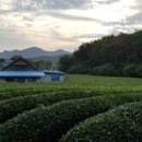 고창청정녹차농원