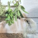 병아리약국 이미지