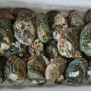 완도해성전복 이미지