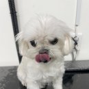 (주)쿨펫 이미지