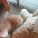 퍼피니스 이미지