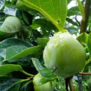 외동수정소 이미지