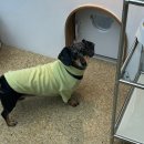 디어,도트 이미지