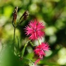 ﻿오늘의탄생화-(11월8일) 🌸 가는동자꽃(Lychnis Flos-Cuculi) 이미지