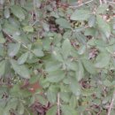 약이 되는 산야초 이미지