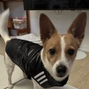 ［고산］옷잘입는강아지 펫패션 | 아디다스 강아지 패딩 조끼 HZ6655 블랙 L사이즈 후기