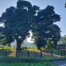 관매도 후박나무 이미지