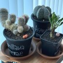 쓰담쓰담성장교실(원예) | 아프리카식물 상점 본투비가드너 식집사 입문 내돈내산