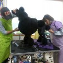 중앙애견미용 이미지