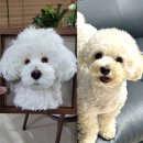 복호두 홍성내포점 | 호두 액자 아트돌 제작과정 | 리펫 | RE펫 | 홍성공방 양모펠트