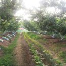 영이네농장 이미지