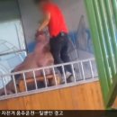 표범발