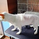 엘제이펫 이미지