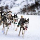 독(DOG)도 이미지