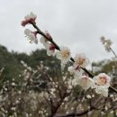 매화공원 이미지