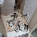 울트라PT | 갤럭시S26 울트라 구매 후기