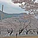 대구 달성 용연사 입구의 환상적 벚꽃 터널 길 이미지