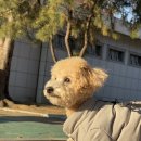 멍줍강아지산책유치원 | 창원강아지유치원 멍줍 강아지 산책 유치원, 사랑스러운 반려견을 위한 최적의 선택
