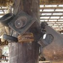 참나무쟁이 이미지