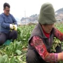 춘화농장 이미지