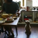 견들의 밥상 이미지