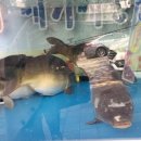 삼복회집 이미지
