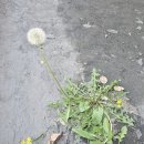 민들래마트