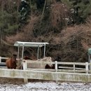 만순이목장 이미지