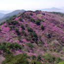 4.24 강화 고려산 진달래 만발시기를 잘맞추면 산전체가 분홍빛으로 뒤덥여 누구나 찿는산이다 이미지