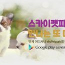 땡큐마이독