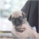 껌딱지펫 | 당진퍼그분양 옆에 착 달라붙어 있는 껌딱지