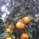 우영농장 이미지