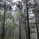 26470-01-21-353 | 여자 혼자 한라산 성판악 코스, 주차 정보, 예약 방법, 휴게소, 화장실 정보, 준비물,