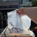 현진푸드 | 울산 매곡동 초밥공장 포장퀄리티 미쳤다 두툼한 초밥에 감탄