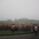 읍하목장 이미지