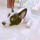 사라 양한방 동물병원 이미지