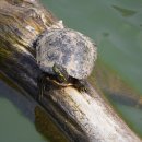 리버쿠터(River cooter) 거북이 이미지