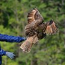 제주야생동물구조센터 이미지