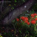 선운사의추억 이미지