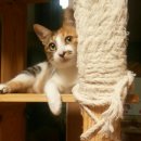 병덕농장 | Bach, 레스큐 레메디 펫, 무알코올 포뮬러_허무한후기