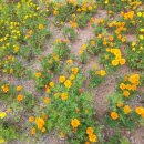 다락금솔밭공원 이미지