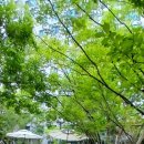 (주)비파와수금미디어 | 두개의 절망이 만나다_편집 시편 108편_ 장엄한 찬송시_부활의 새벽