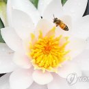 연꽃향기 이미지