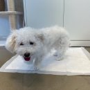 The 사랑할 개 이미지