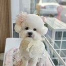 레츠개릿 네이버블로그