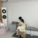 희동이네 - 성동구 | 🐾 겁 많은 희동이를 위한 짖음 방지 교육 후기! (with 우리동생 & 개소리애견유치원)